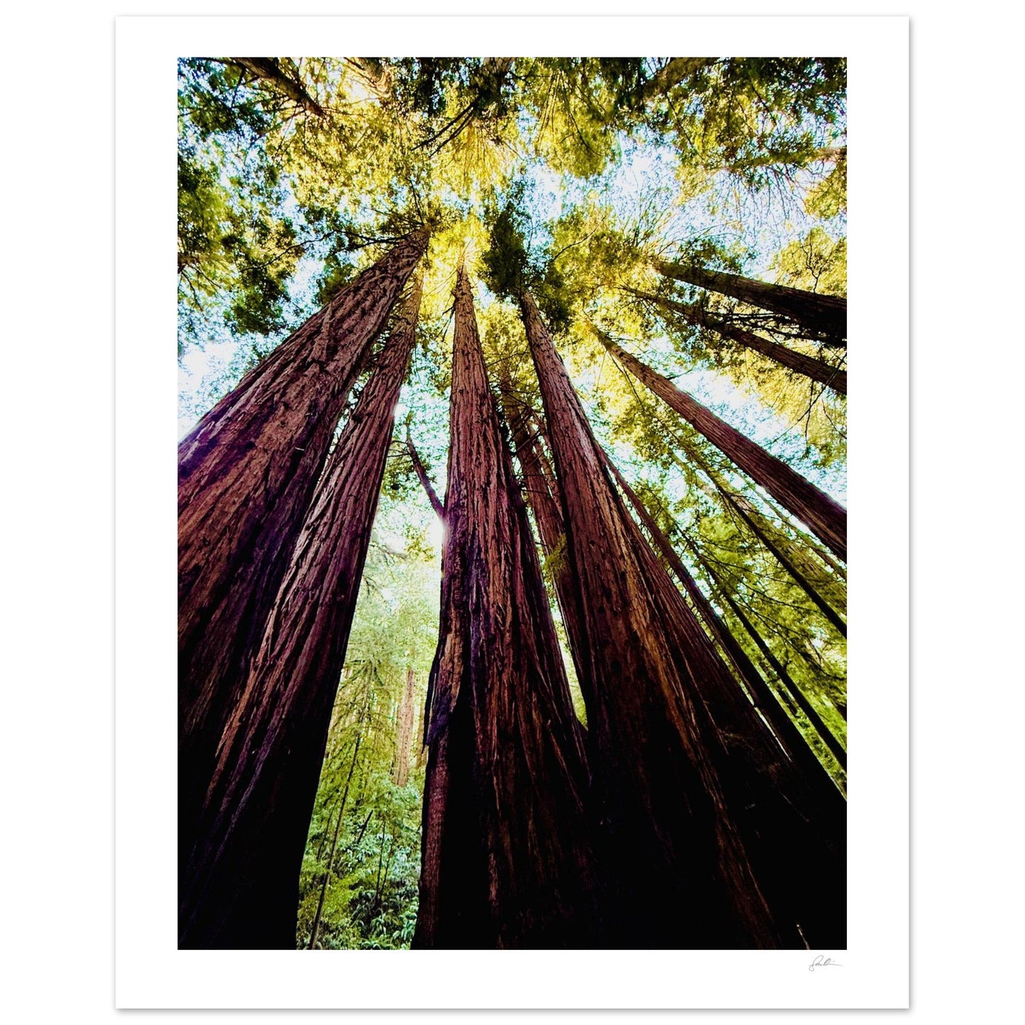 Ready Woody? SandyLAND art print by Sandra Molin