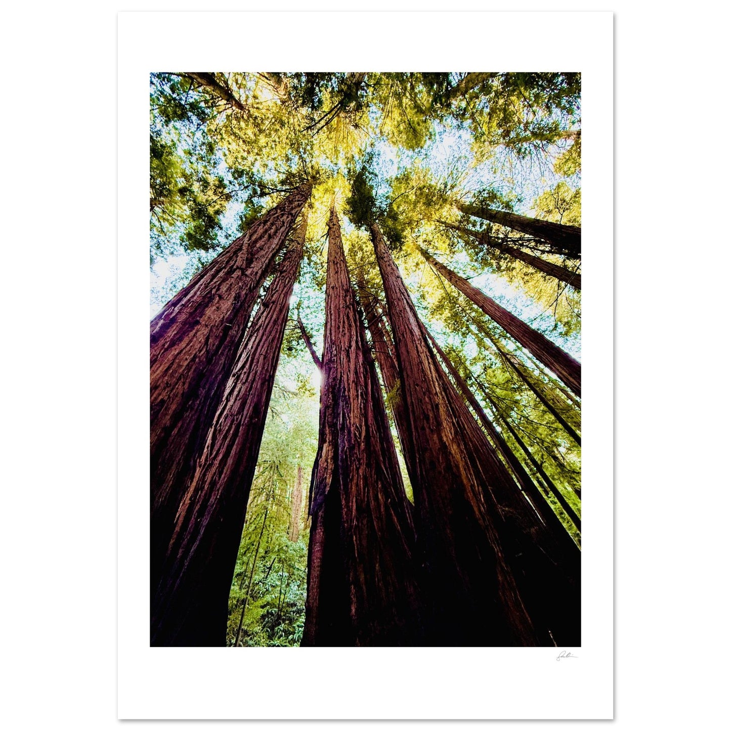 Ready Woody? SandyLAND art print by Sandra Molin